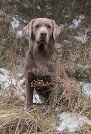 El silver lab es animado, divertido y amigable. 110 Pictures Of Future Dog Ideas Puppies Silver Labrador Labrador