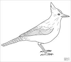 Jay bird spiral pattern color silhouette animal. Blue Jay Coloring Page For Kids Coloringbay