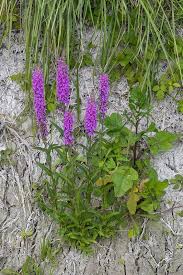 Image result for Lythraceae