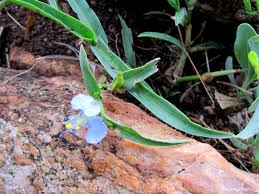 Image result for Commelina congesta