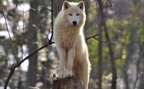 This hd wallpaper it is about 4k arctic wolf digital art fantasy white wolf and is available in many screen sizes (720p, 1080p, 2k, 4k. Wolf Wallpapers 79 Background Pictures