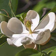 Maybe you would like to learn more about one of these? Sweet Bay Magnolia Naturehills Com