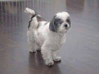 Find thousands of listings of puppies for free on our site. Shih Tzu 150 00 Shih Tzu Dog Shih Tzu Dogs