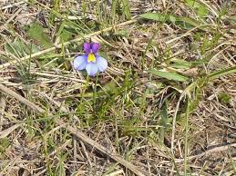 Image result for Monopsis decipiens