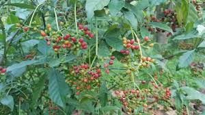 Image result for Psychotria vogeliana