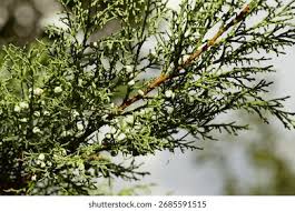Image result for Cupressaceae
