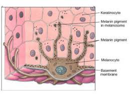 Image result for Melanocyte