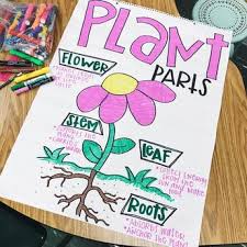 List Of Attractive Parts Of A Plant Anchor Chart