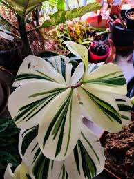 Cheilocostus Verschieden Speciosus Spiral Gingervariegated Gewundener Ingwer Schoner Cheilocostus In 2020 Pflanzen Pflanzen Fur Zu Hause Ungewohnliche Pflanzen