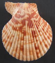 Image result for Gilgiochloa