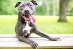 21 Most Interesting Mixed Dog Breeds (BEST MUTT DOGS)