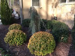 Kaleidoscope Abelia Landscape Design Planting Flowers Abelia Kaleidoscope