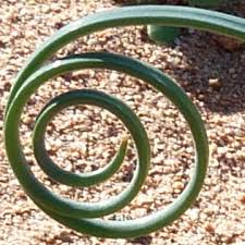 Image result for Dipcadi brevifolium