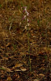 Image result for Eulophia livingstoneana