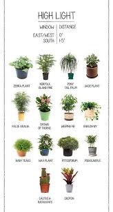 High Light Plants Plants Inside Plants Indoor Plants