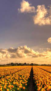 Iphone Wallpaper Garden Yellow Tulip Flowers Wallpaper Hd Hd Flower Wallpaper Flower Wallpaper Tulips Flowers