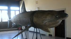 I nostri squali elefante su scientific reports, rivista del eccoli, sono arrivati gli squali elefante in puglia, vicino a nardò! 25 Marzo 2003 Pescato Uno Squalo Elefante Chioggia News 24 Quotidiano Online