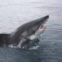 Buzzfeed editor keep up with the latest daily buzz with the buzzfeed daily newsletter! Shark Week 25 Fascinating Questions About Sharks Answered How It Works
