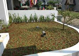 Perannya tidak hanya sebagai sarana penutup tanah, tapi juga sebagai pemanis nat lantai carport dan juga sebagai pembatas teras dengan taman. Rumput Gajah Mini Untuk Taman Perkebunan Di Carousell