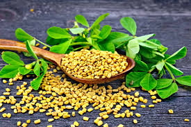 Fenugreek is among the oldest known medicinal plants. Fenugreek And Diabetes Blood Sugar Levels Effects Metabolism