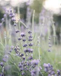 Restoration Rustic Lavender Flower Photo Lavender Flowers Lavender Aesthetic Flower Photos
