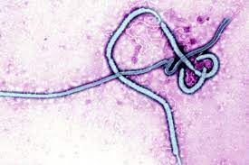 Ebola and marburg viruses are filoviruses: Why Won T The Fear Of Airborne Ebola Go Away Shots Health News Npr