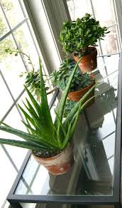 горшечные растения комнатные цветы фото и названия и уход за ними Vilki Besproigryshnaya Strategiya Obygrat Bk 2020 Posadka Sukkulentov Sukkulenty Komnatnye Cvety