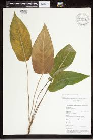 Image result for Dorstenia buchananii