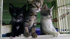 Use the nationwide database of cats looking for good homes below! Pet Shop Kittens Near Me Off 62 Www Usushimd Com