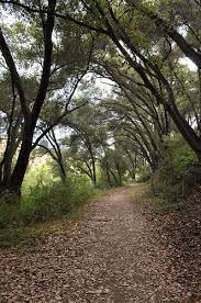 We continued up the road to the myrtle winery. 36 Fallbrook Ca Ideas Fallbrook Fallbrook California Bonsall