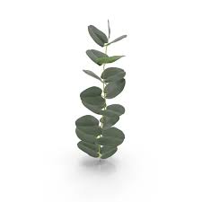 In the large eucalyptus leaves png gallery, all of the files can be used for commercial purpose. Eucalyptus Png Images Psds For Download Pixelsquid S111810176