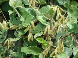 Image result for Neonotonia wightii