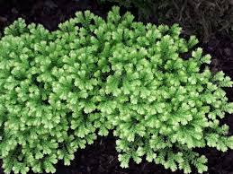Image result for Selaginella kraussiana