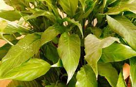 Possible causes of peace lily leaves turning yellow. Peace Lily Yellow Leaves Causes And Fixes Gardening Tips And Tricks