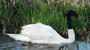 A note from michael gira of swans: Lincoln Swan With Sock On Head Now Nesting Bbc News