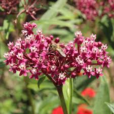 Image result for Asclepias schumanniana