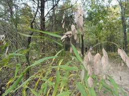 Image result for Chasmanthium latifolium