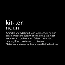 Pin By Mindy Morris On The Cats Whiskers Crazy Cats Kittens Cat Memes