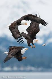 Bald Eagles I Ve Seen Them Do This With A Killed Rabbit They Love To Toss The Meal Back And Forth Animali Aquila Calva Uccelli Tropicali