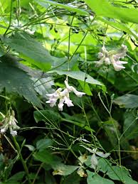 Image result for Amphicarpaea