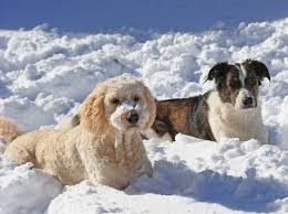 In cold weather, watch for symptoms of hypothermia: Can You Leave A Dog Outside In The Winter Simplemost