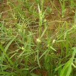 Image result for Limeum