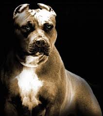The Pitbull By W0lf 61 On Deviantart Pitbulls Pitbull Dog American Pitbull Terrier