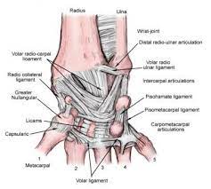 Wrist Joint Anatomy Overview Gross Anatomy Natural Variants Joints Anatomy Gross Anatomy Wrist Anatomy