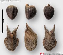 Image result for Sida serratifolia