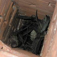The best thing to do is to scare the birds out of the chimney area by playing a loud noise directly into the fireplace. Why Are There Birds In My Chimney Chimney Sweeps In Kansas City