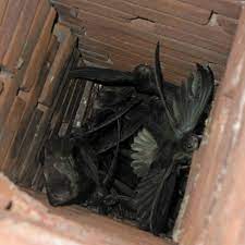 I had a bird fly down my chimney and get trapped. Why Are There Birds In My Chimney Chimney Sweeps In Kansas City