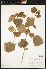 Image result for Hibiscus aethiopicus