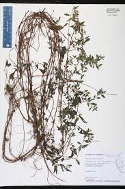 Image result for Pouzolzia parasitica