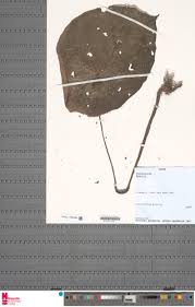 Image result for Begonia potamophila